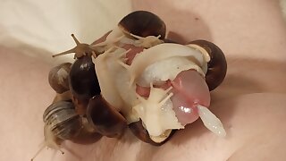 Snails dominate my cock and slowly make me cum - ThisVid.com